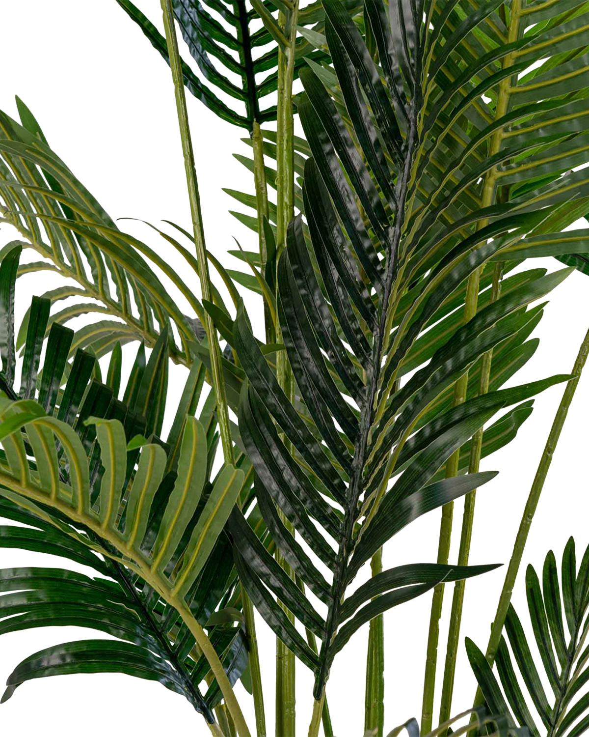 Areca Palme