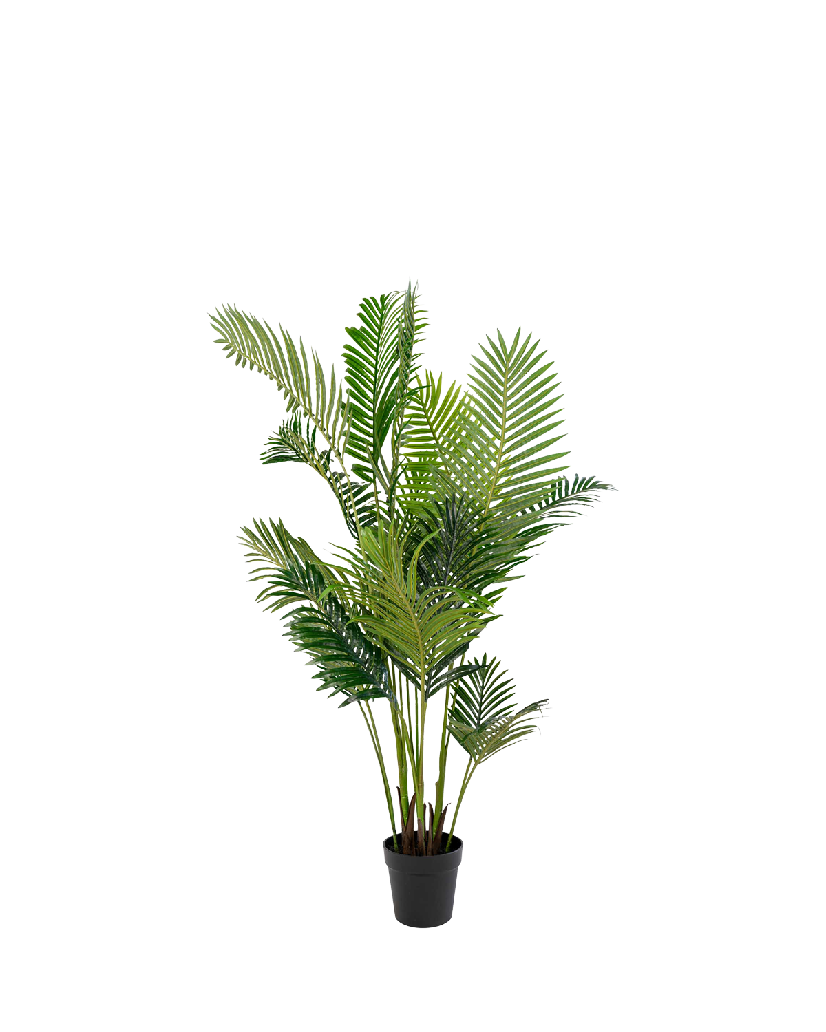 Areca Palme