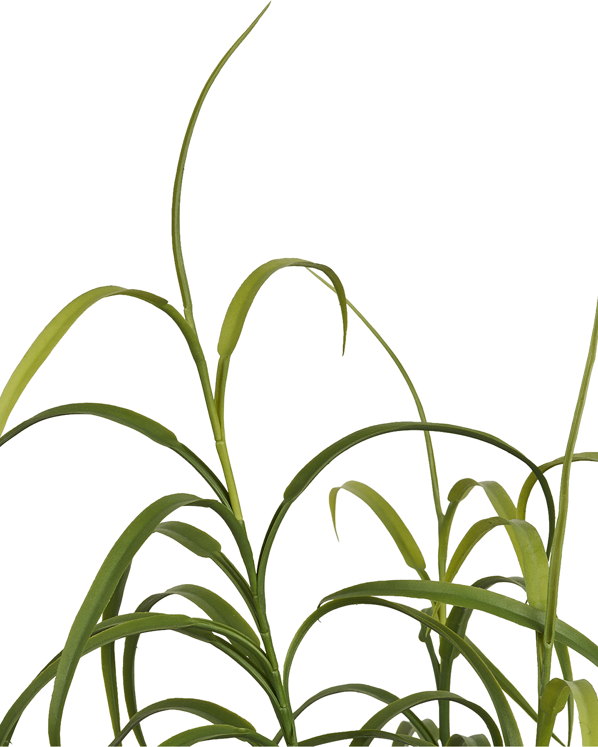 Græs Plante