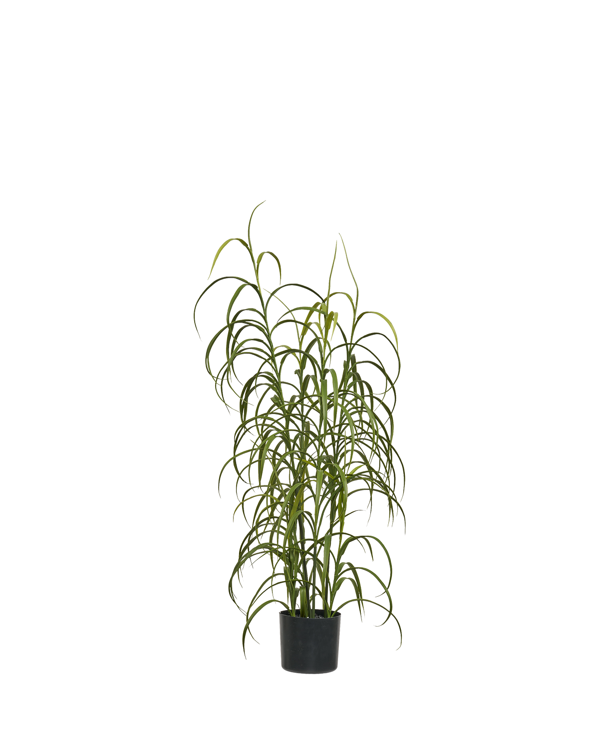 Græs Plante