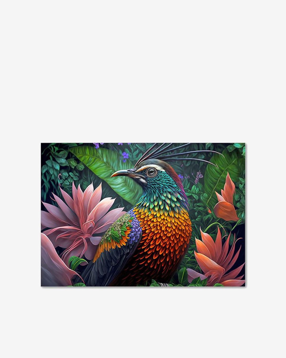 Paradise bird galleri