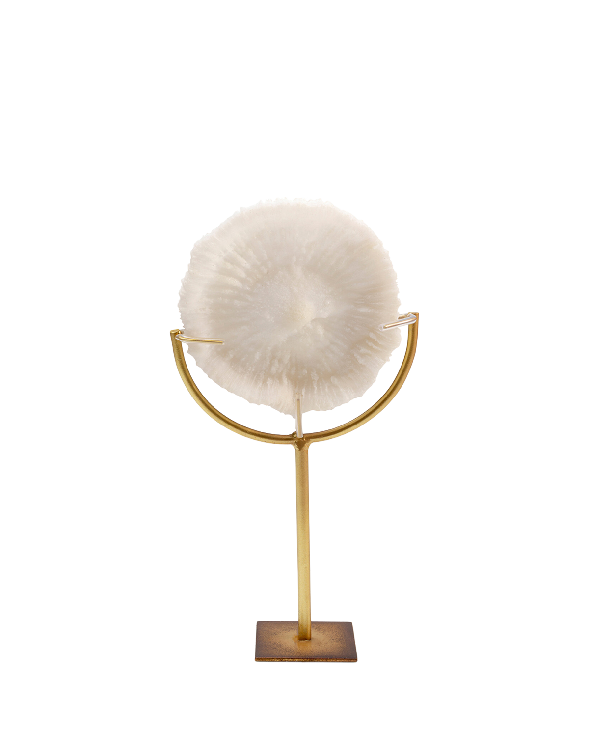 Deco Object Coral 29cm, Pynt