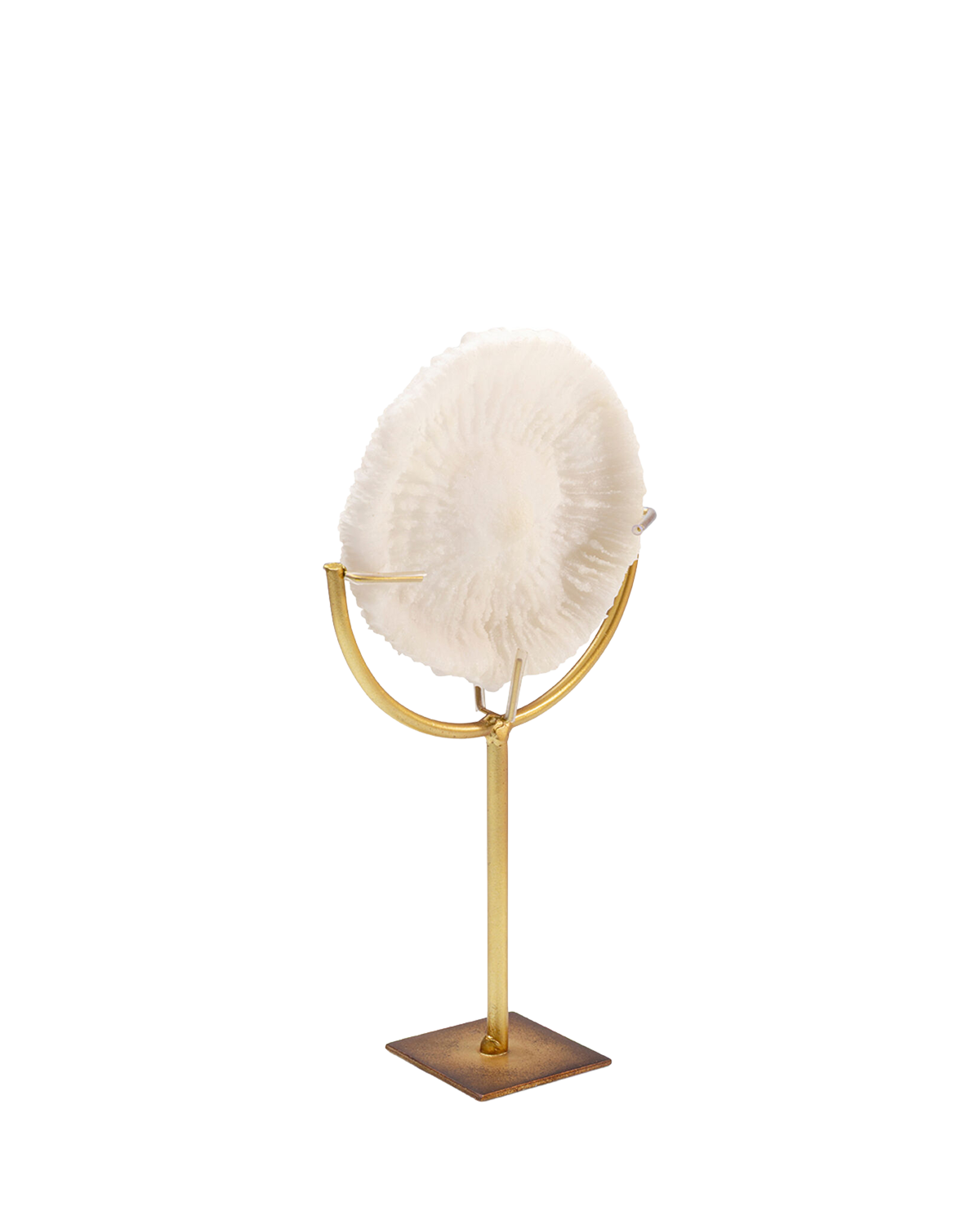 Deco Object Coral 29cm, Pynt