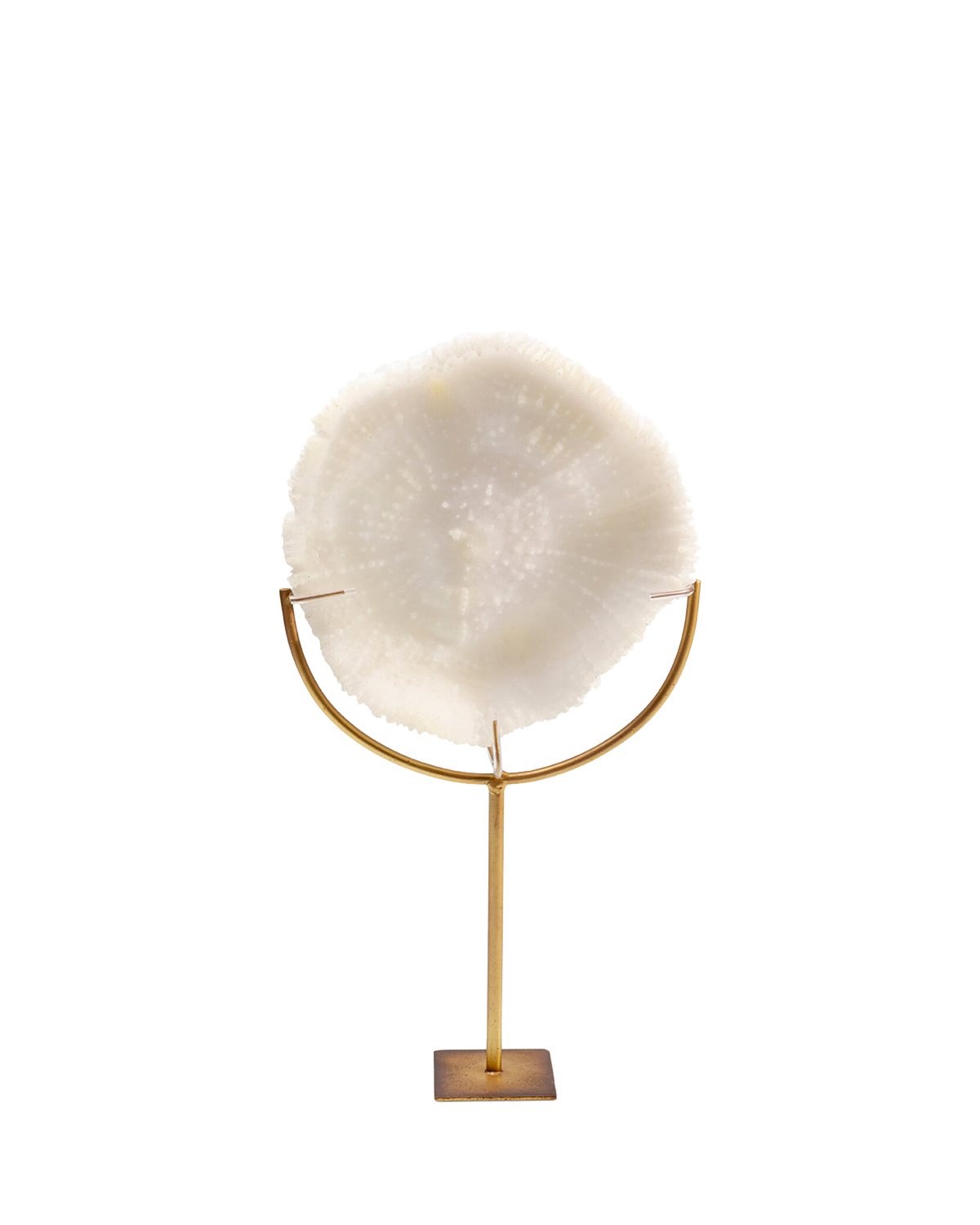 Deco Object Coral 39cm, Pynt