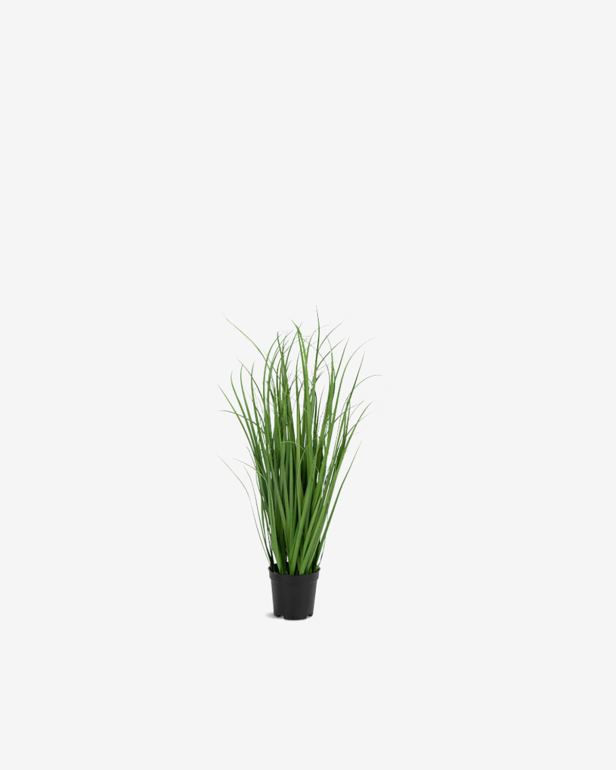 Poa grass
