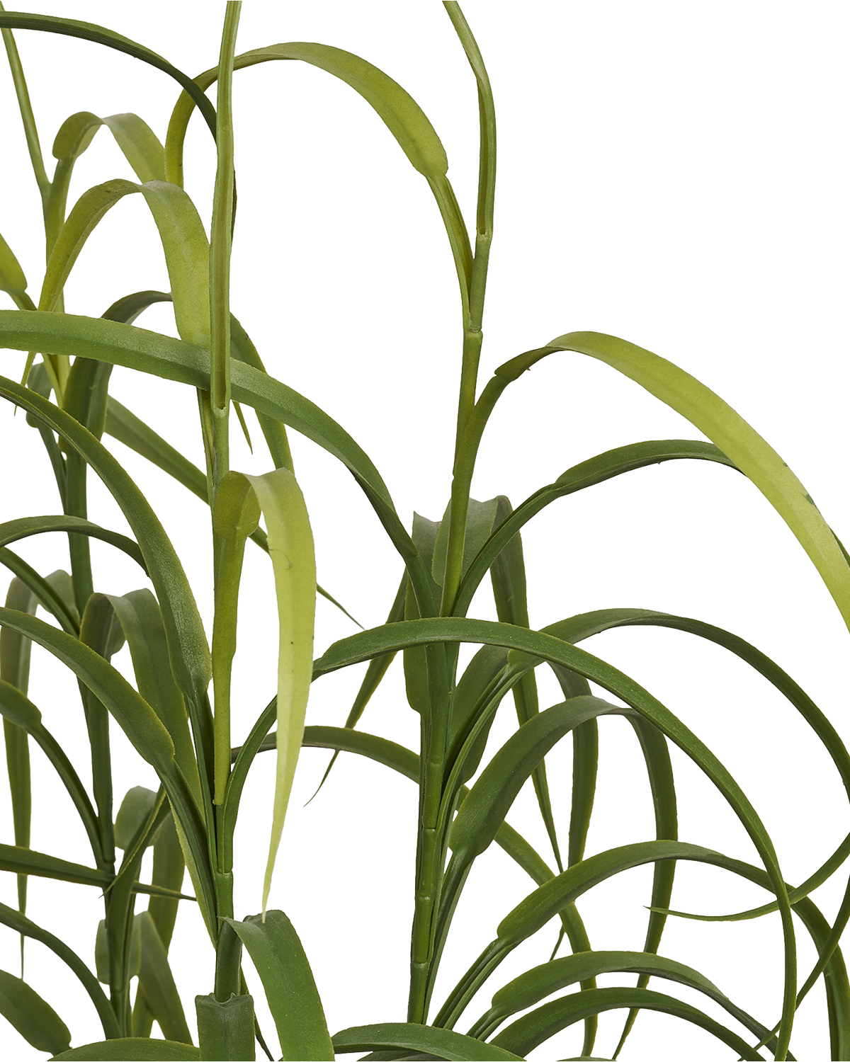 Græs Plante